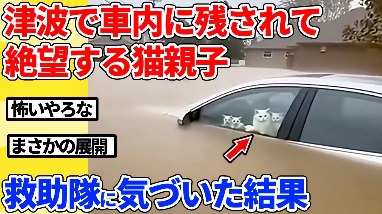 【2ch動物スレ】津波のとき車内に取り残された猫親子→レスキュー隊を見つけた結果