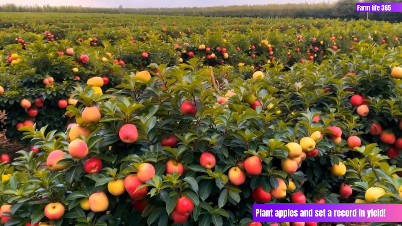 Plant apples and set a record in yield!