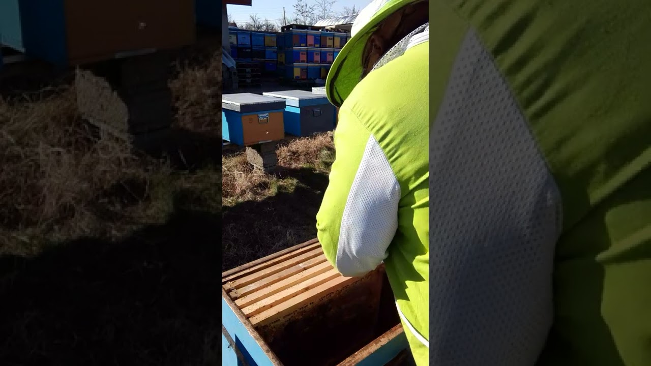 DEZVOLTAREA FAMILIILOR DE ALBINE ÎN PERIOADA DE PRIMĂVARĂ ÎMPREUNĂ --- PRACTIC PARTEA 2