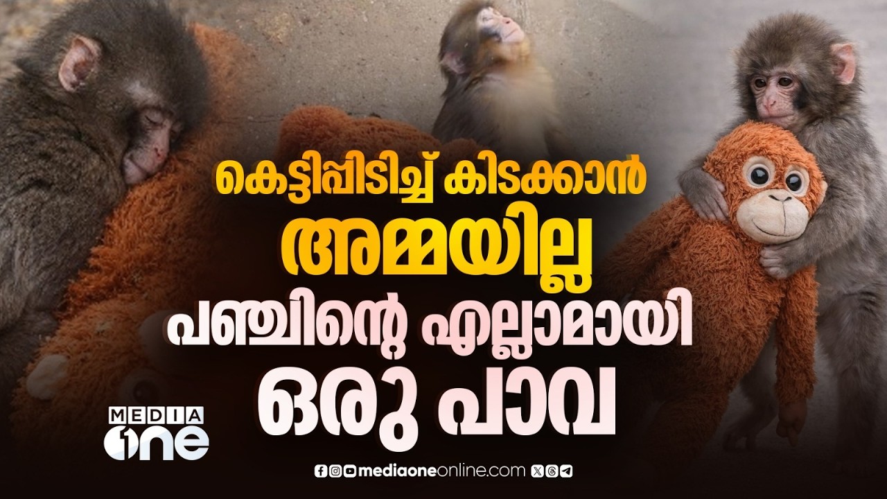 പഞ്ചിന്റെ അമ്മപ്പാവ; ലോകത്തിന്റെ കണ്ണുനിറച്ച കുട്ടിക്കുരങ്ങന്റെ കഥ | Punch The Monkey