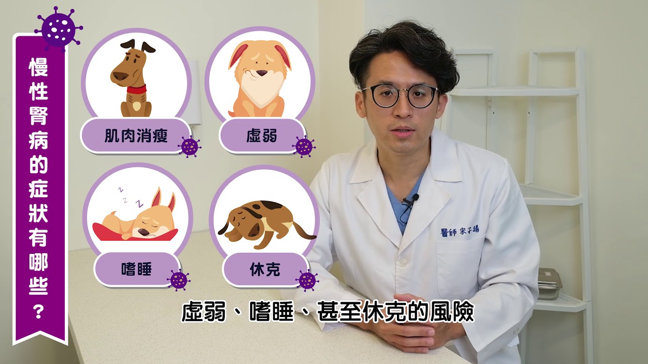 【毛孩健康小站】腎貓腎狗的日常：獸醫師教你如何幫毛孩注射皮下點滴｜宋子揚獸醫師