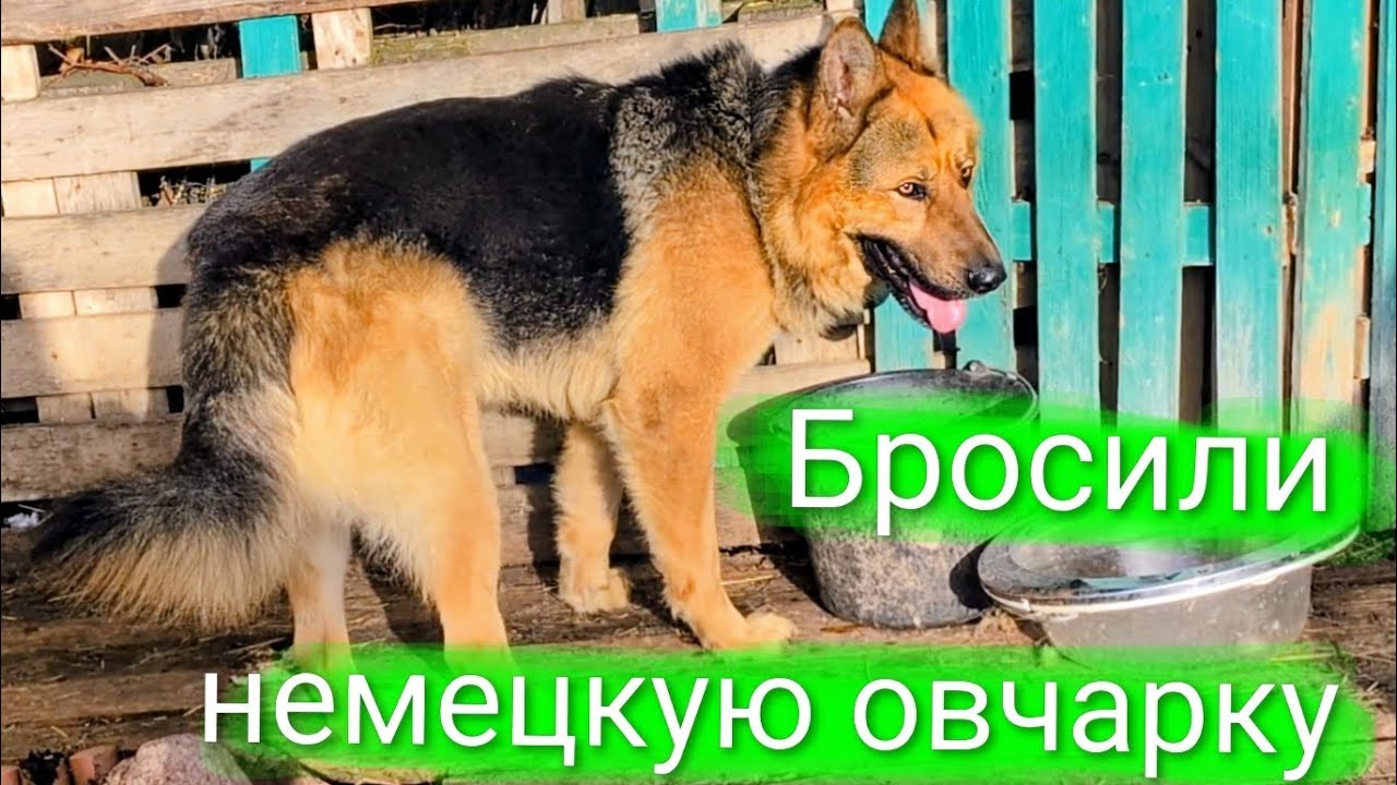 Бросили немецкую овчарку 