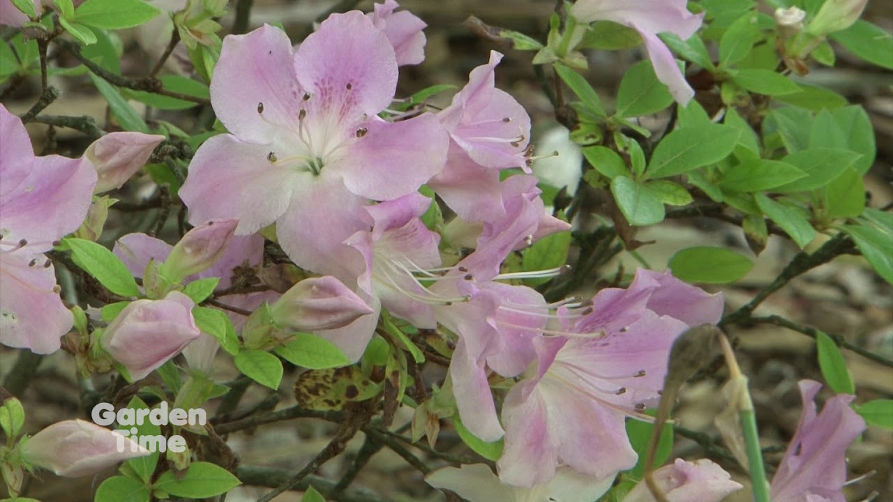 Deciduous Azaleas