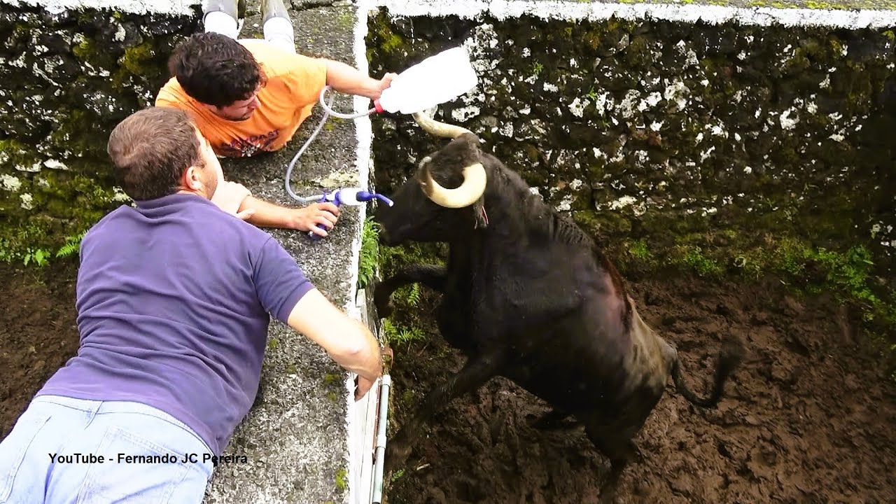 JAF - Desparasitação Das Vacas Espanholas Vindas De Santiago Domecq - (Dewormig The Cows) - Açores