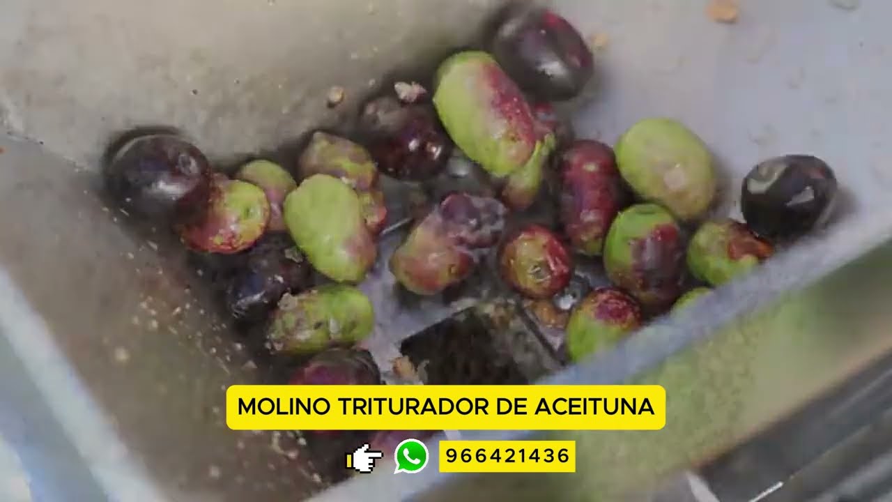 ✅TRITURADORA DE GRANOS Y ACEITUNA PARA PRODUCIR ACEITE DE OLIVA