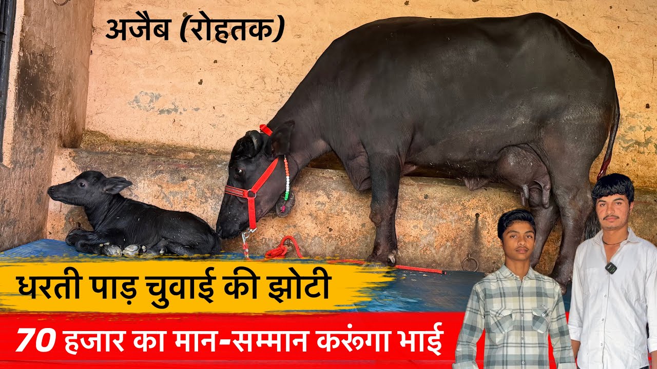 🔴70 हजार का मान-सम्मान करूंगा भाई👉धरती पाड़ चुवाई की झोटी जायज भाव में।SACHIN☎️8950389005.