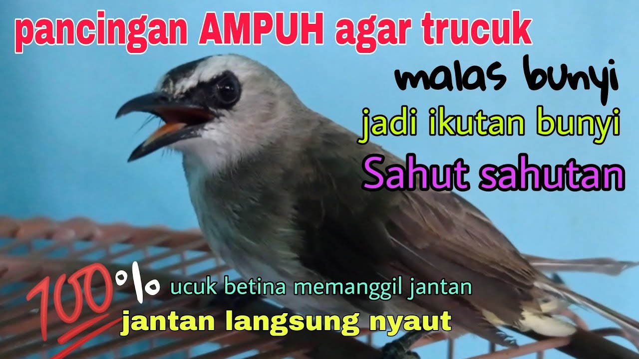 Trucukan betina memanggil jantan AMPUH jadikan trucuk bunyi Sahut sahutan