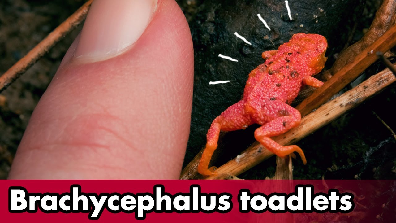 Fluorescent pumpkin toadlets (Brachycephalus)
