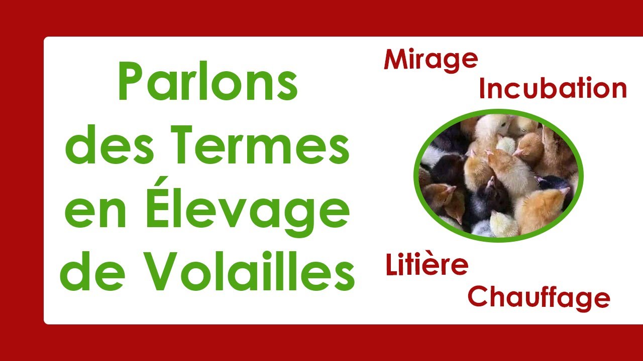Élevage de Volailles: Les Termes Essentiels que Tout Débutant doit Connaître