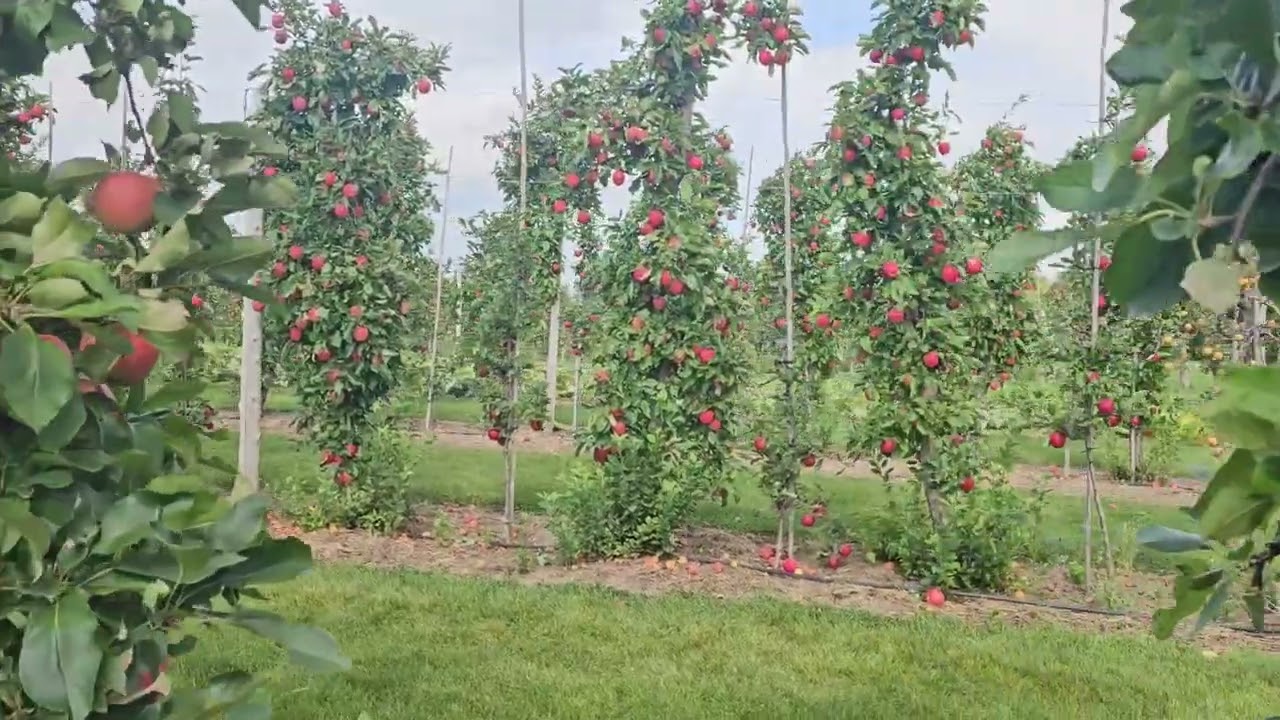 Apple garden #applepicking #countryside #tour
