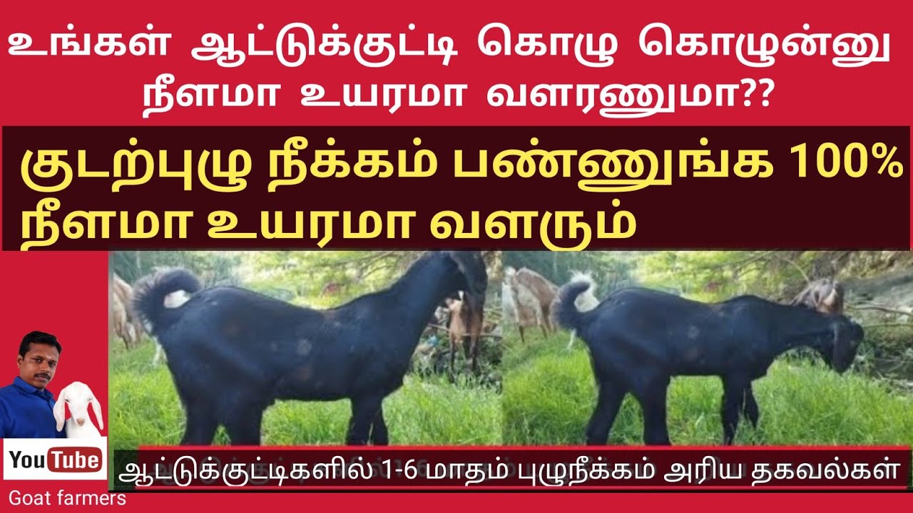 #ஆட்டுக்குட்டிகளில் #புழுநீக்கம் 1-6 மாத அட்டவணை  | #DEWORMING #GOATKIDS | #goatfarmers