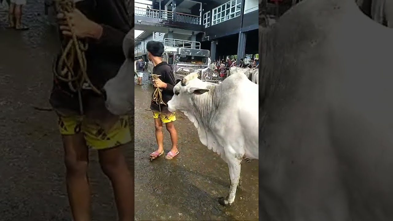 ElmerYTv is live /Padre Garcia livestock auction market/cattle Trading Capital of the Philippines