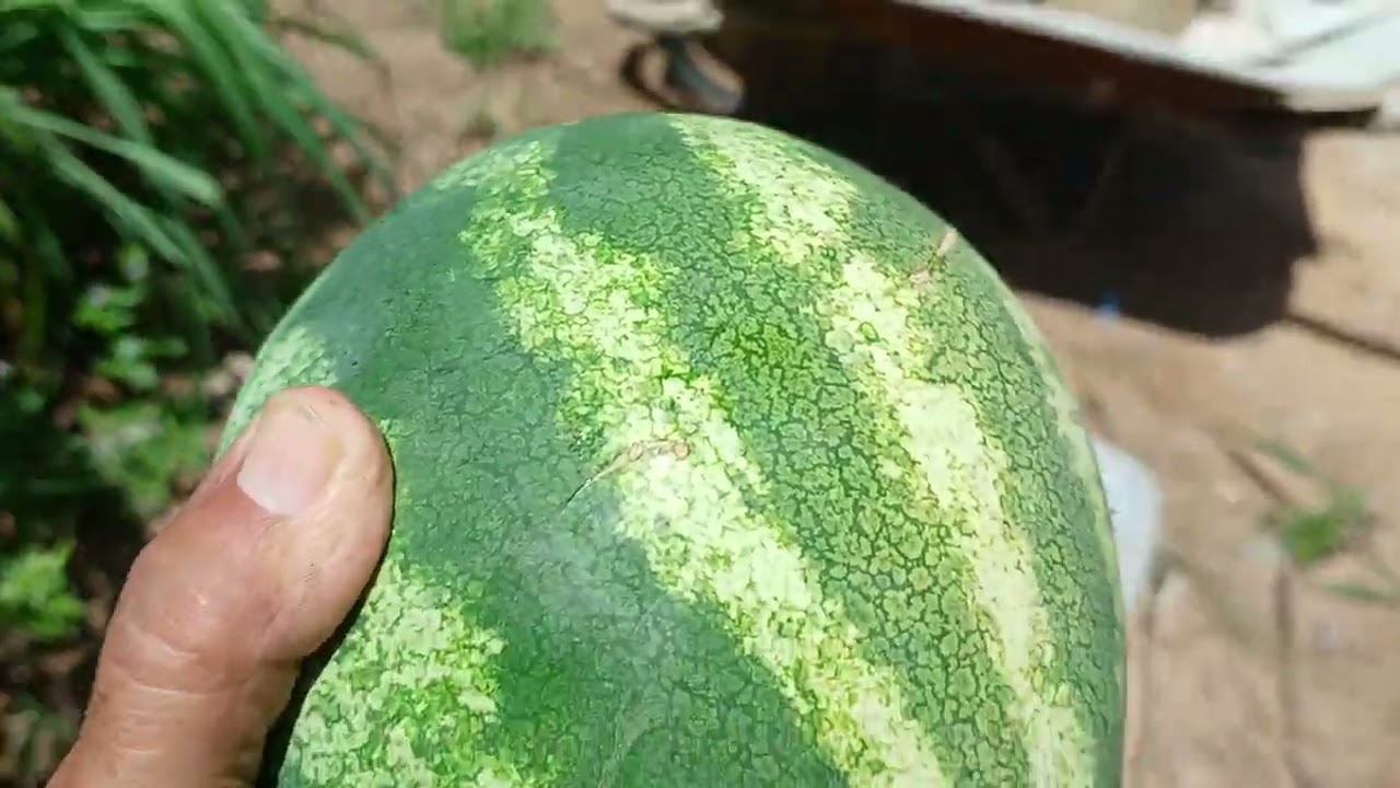  COLHENDO MELANCIAS!