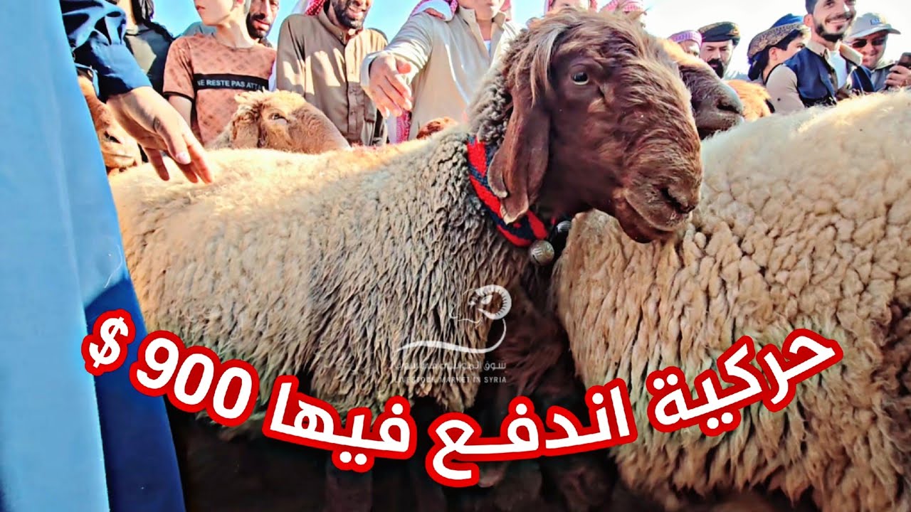 غنم حركية شغل الرقة اندفع براسين منها 1800$ بسوق معرتمصرين اليوم 23/ 7 شاهد الفيديو واضغط زر الإعجاب