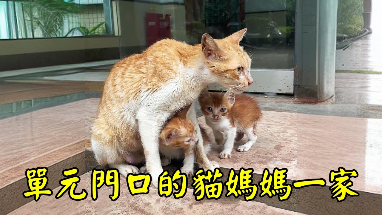 骨瘦如柴的貓媽媽和她的四個孩子