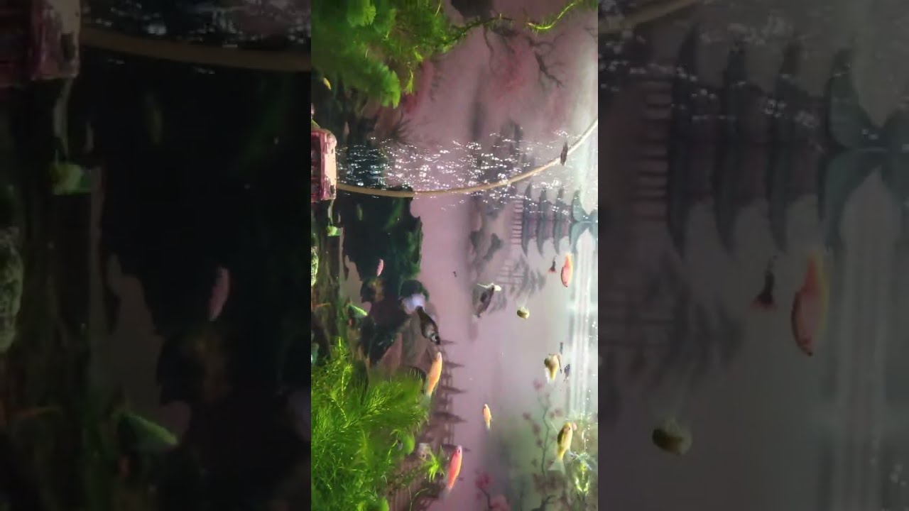 Aquarium ikan hias warna warni