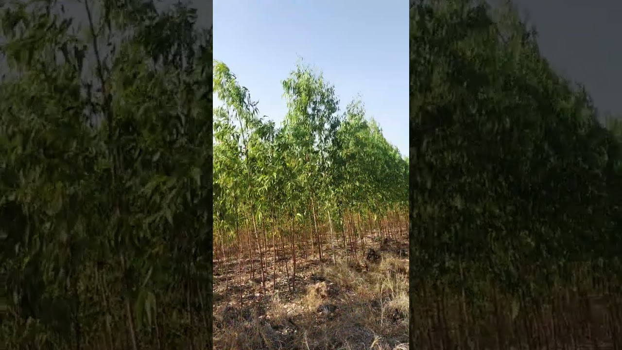 Jamail farming / Eucalyptus