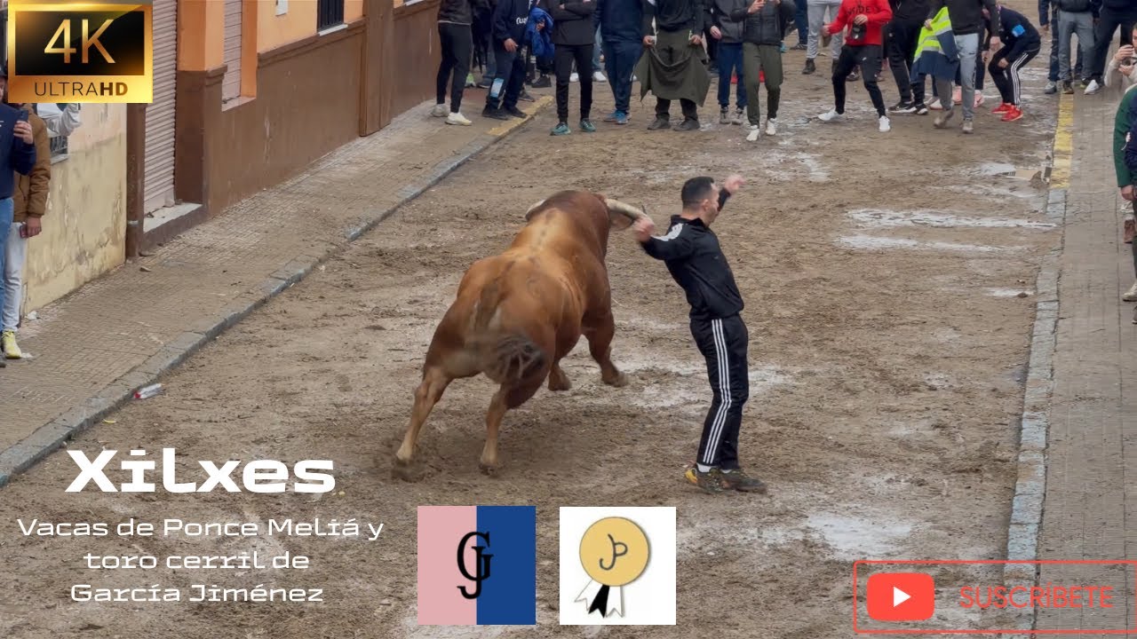 Xilxes‼️ // Matinal de Ponce Meliá y cerril de García Jiménez🐂 // 4K Video // 17-01-2026