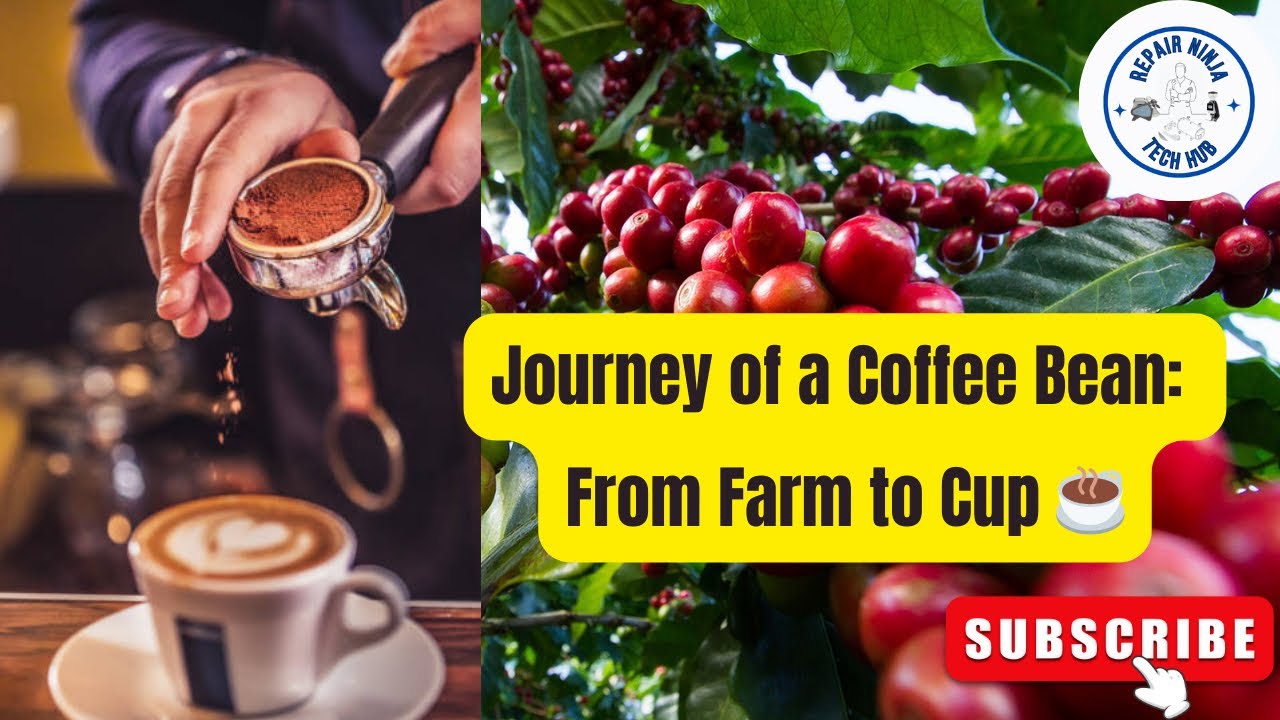 Journey of a coffee bean: From Farm to Cup ☕️