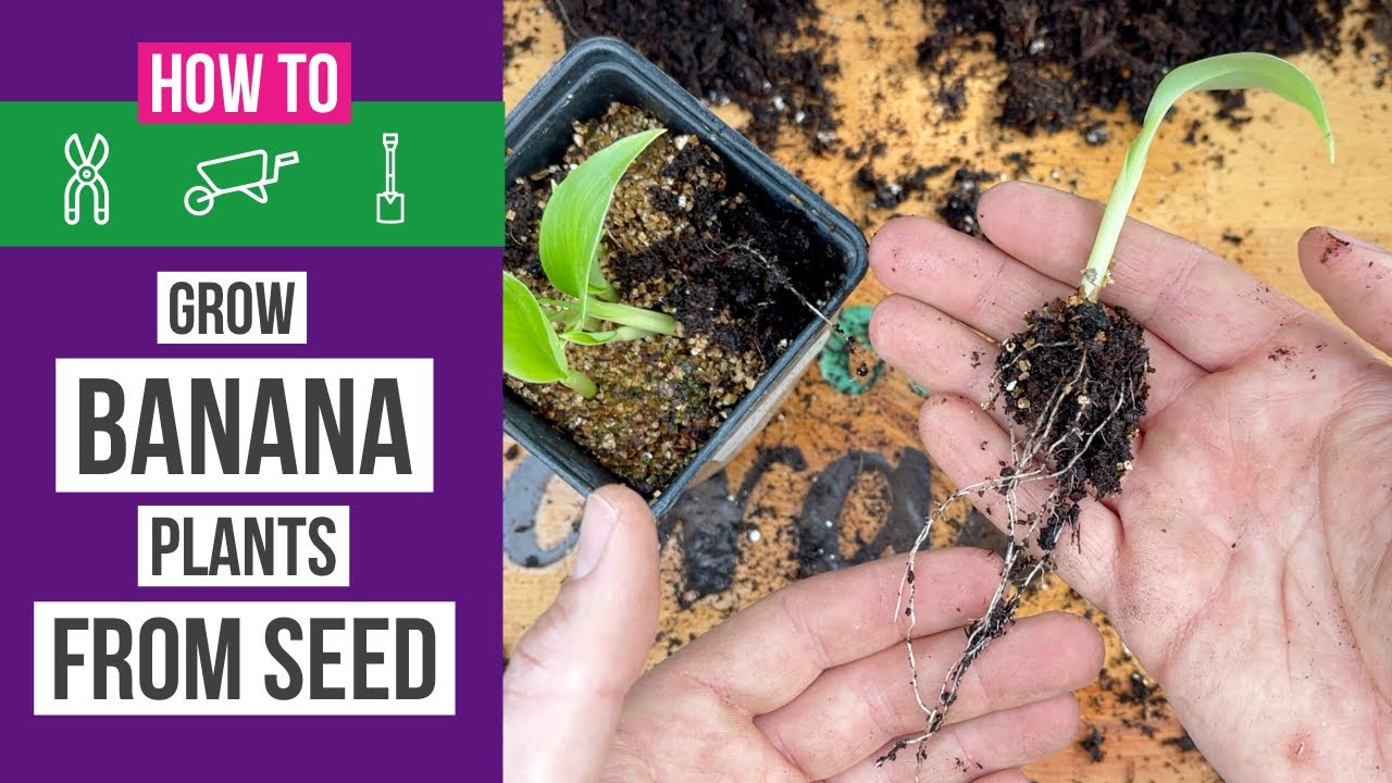 How to grow banana plants from seed at home 🌱🍌
