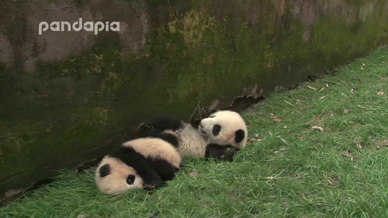 Rolling panda