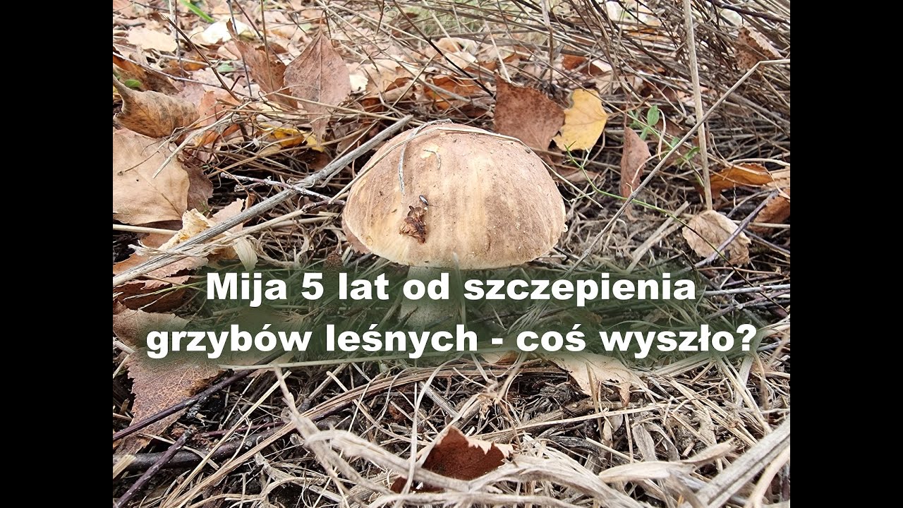 Grzyby leśne w ogrodzie - mija 5 lat od szczepienia i co wyszło?