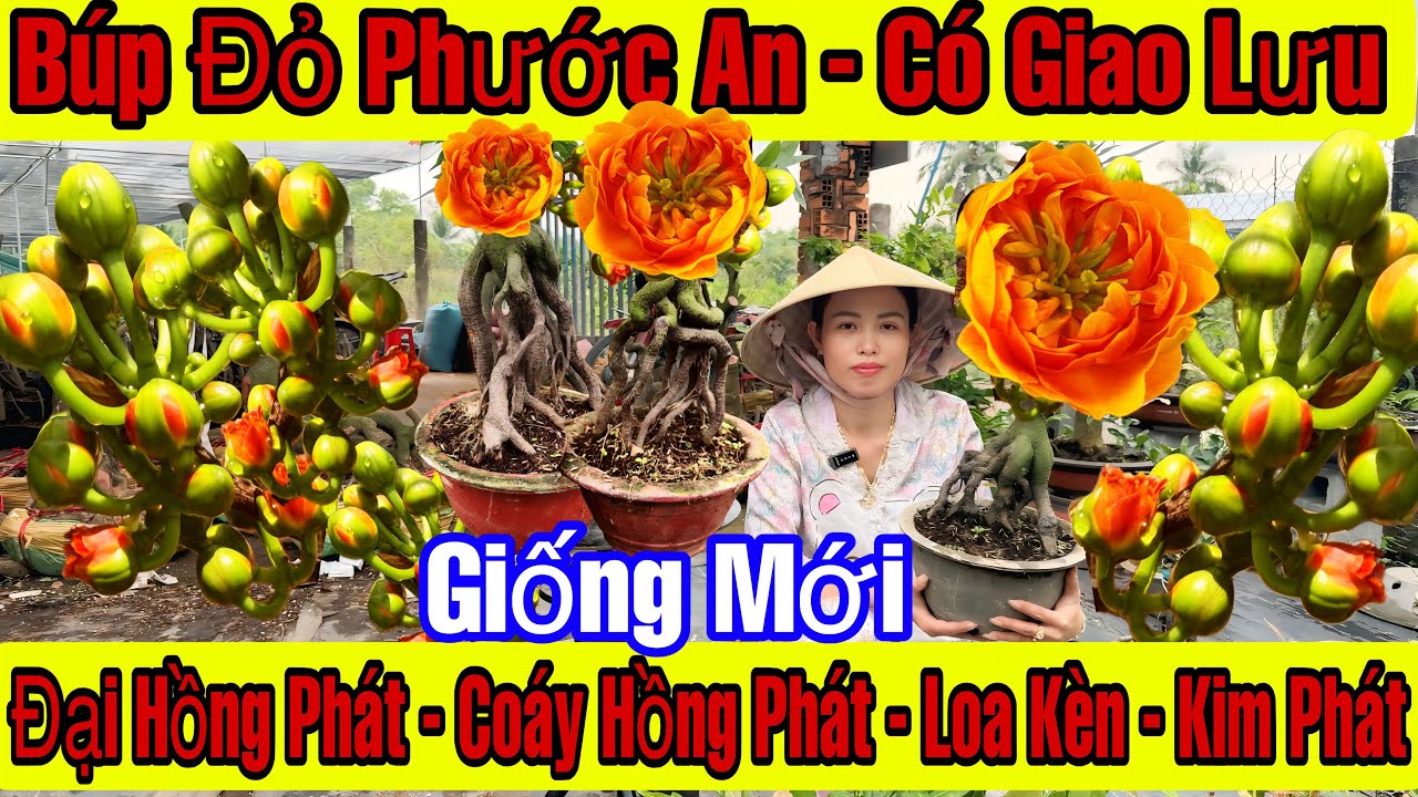 14/3☎️0329645736☎️🌲Mai Vàng Giá Rẻ🌲Cúc Búp Đỏ Phước An-Đại Hồng Phát-Loa Kèn-Kim Phát…🌲