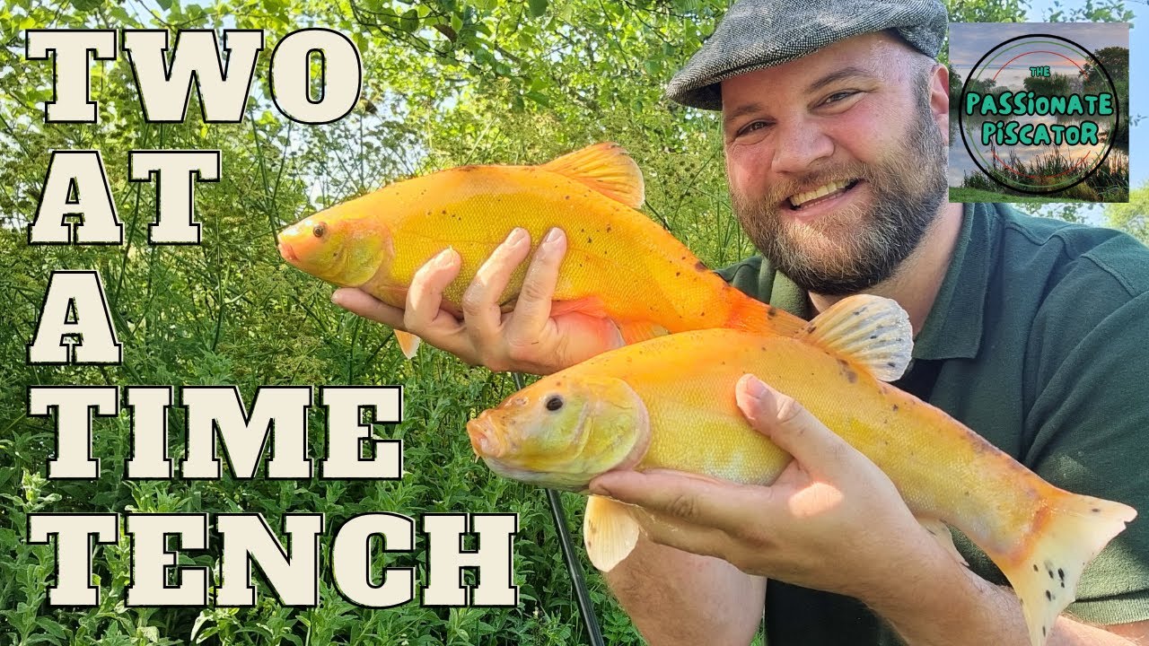 Anglers Paradise Specimen Tench and Orfe Lake - Angling for Golden Tench