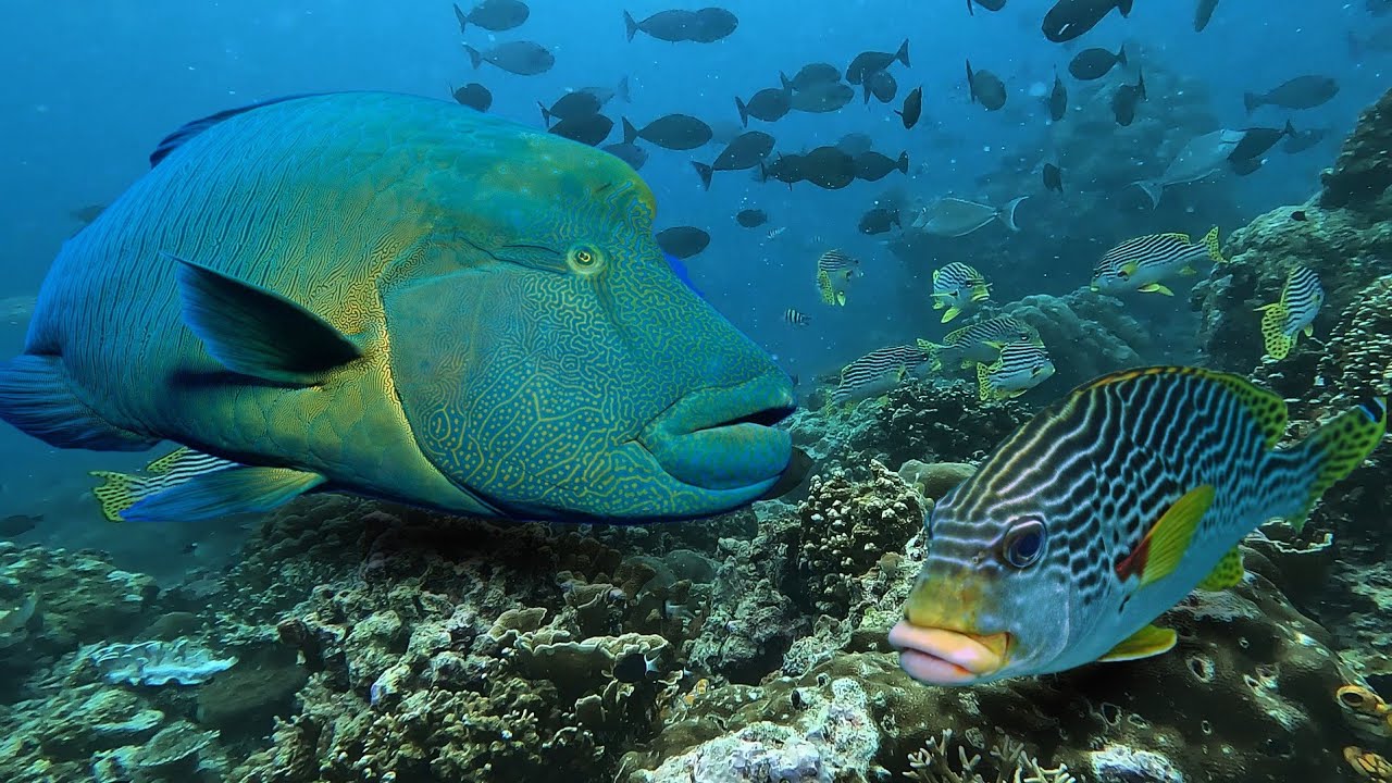 Berburu Sotong Batu, Sweetlips Dan Bertemu Ikan Napoleon  Monster