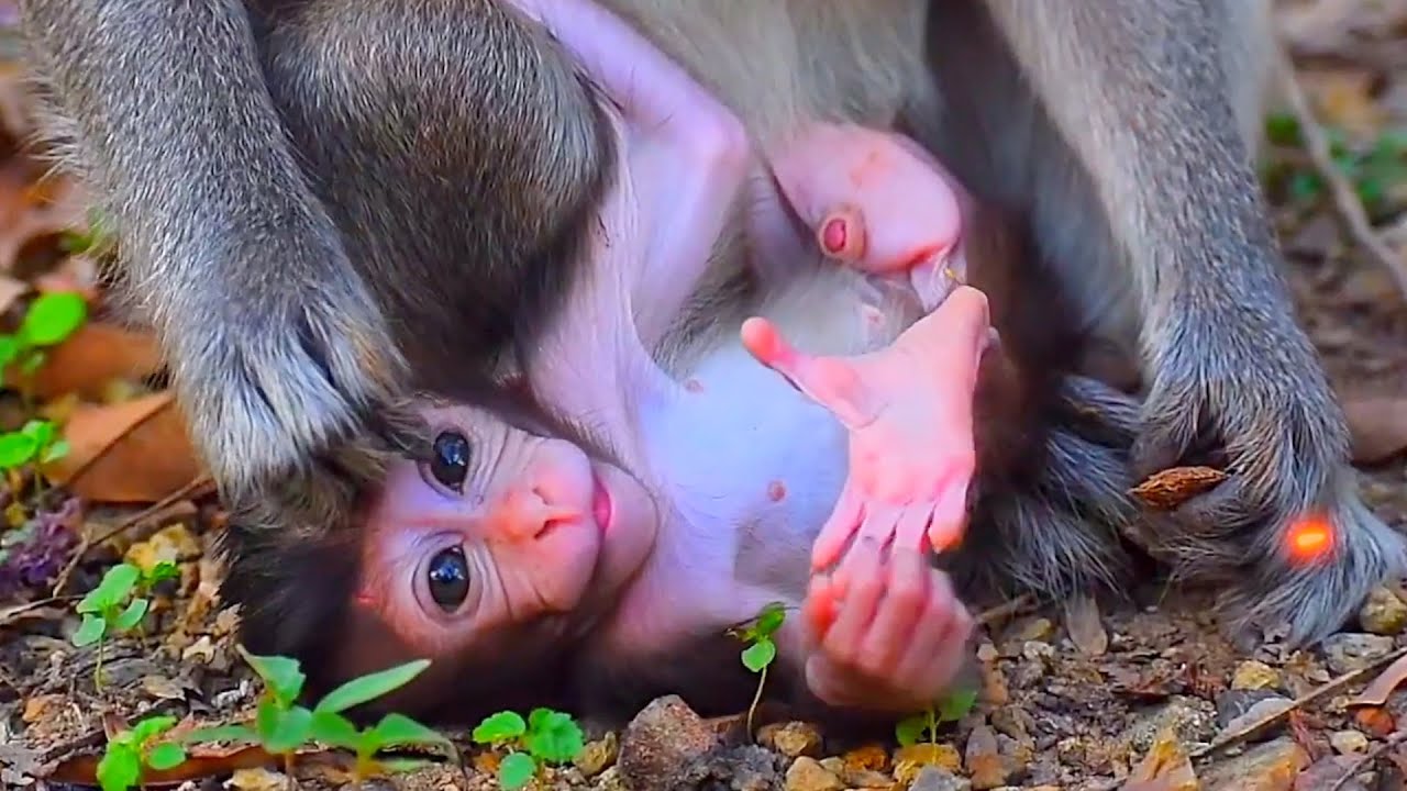 🎋 Baby Monkey Growing Up | Peaceful Wildlife Monkey Lifestyle