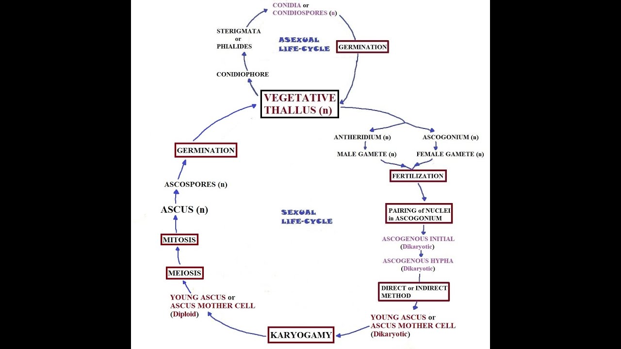 Penicillium-  Life cycle
