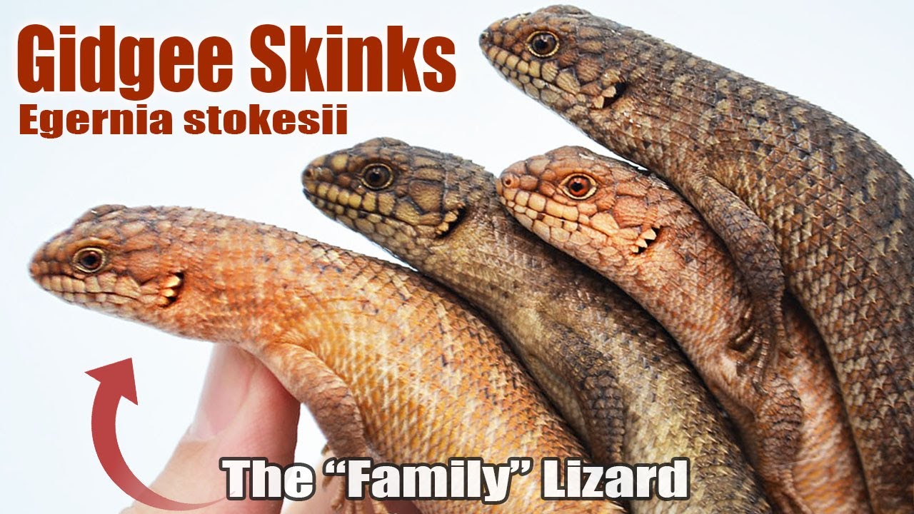 These Lizards Live Like a Close-Knit Human Family! (Gidgee Skinks)