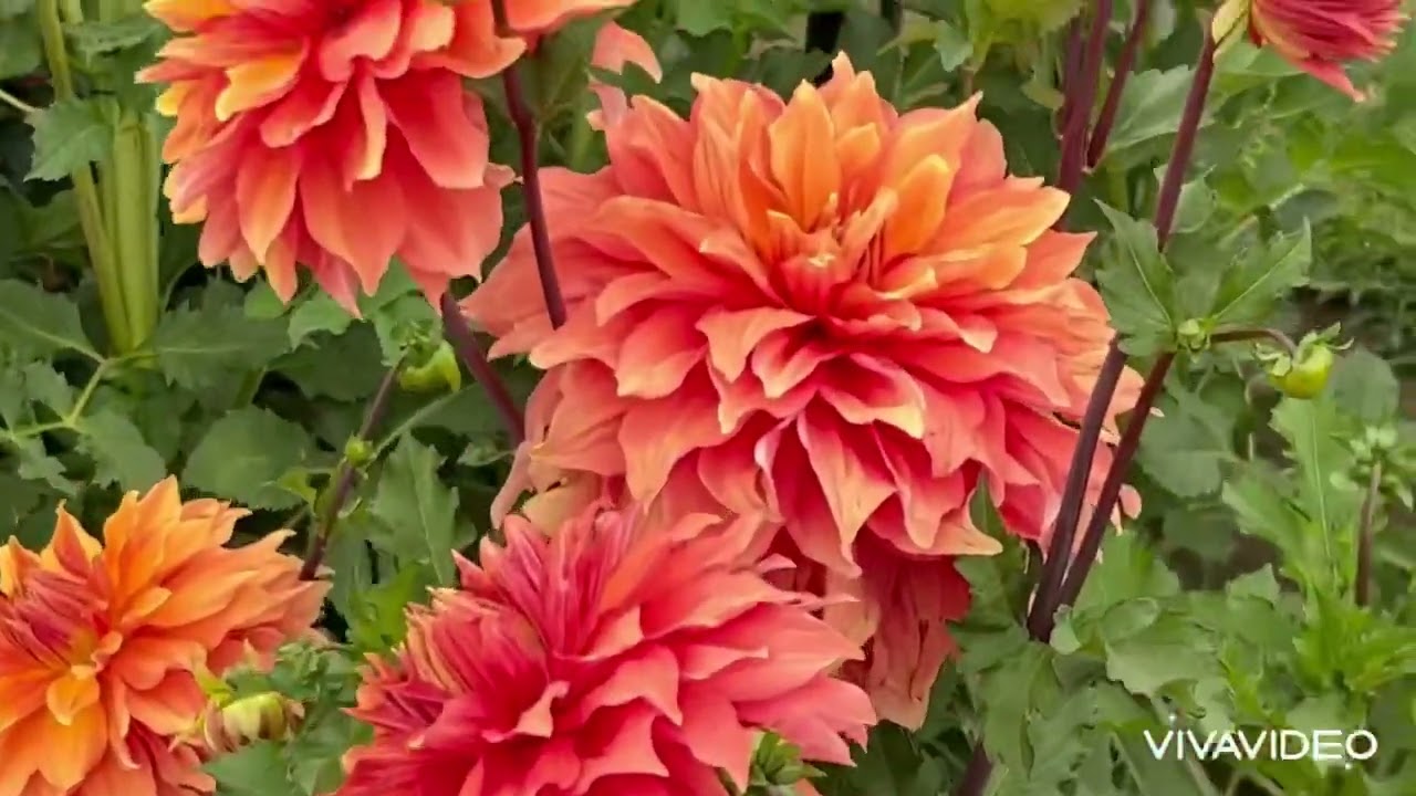 MM - Oregon 2024- Swan Island Dhalias
