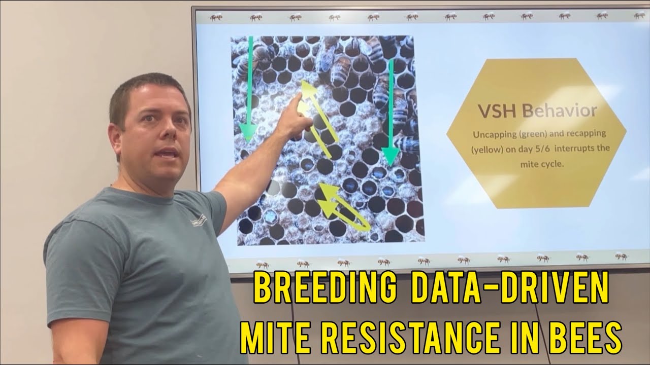 Breeding Varroa Mite Resistance into Honeybees.