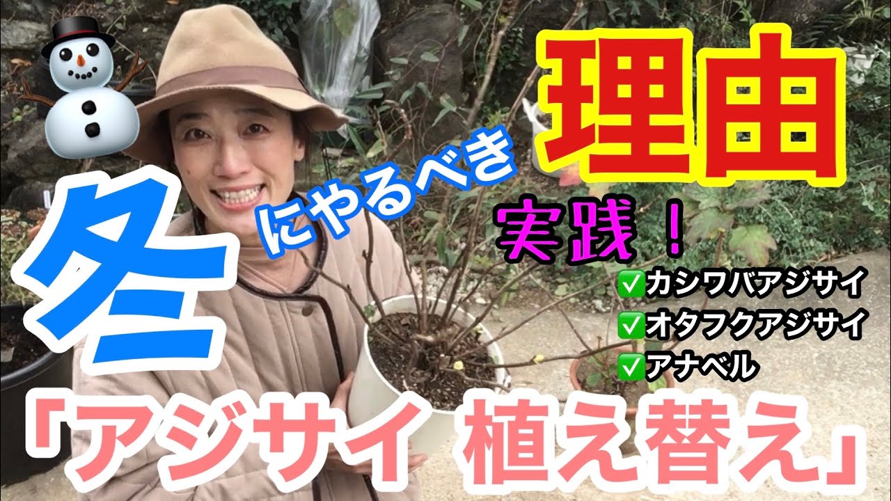 【アジサイ】今だよ！冬の植え替え / 冬こそがアジサイを超絶簡単に植え替えられる時期です / 土は？鉢は？同じサイズの植え替えは？/ 2分半で解る「アナベルの剪定・植え替え」あり【ガーデニング】