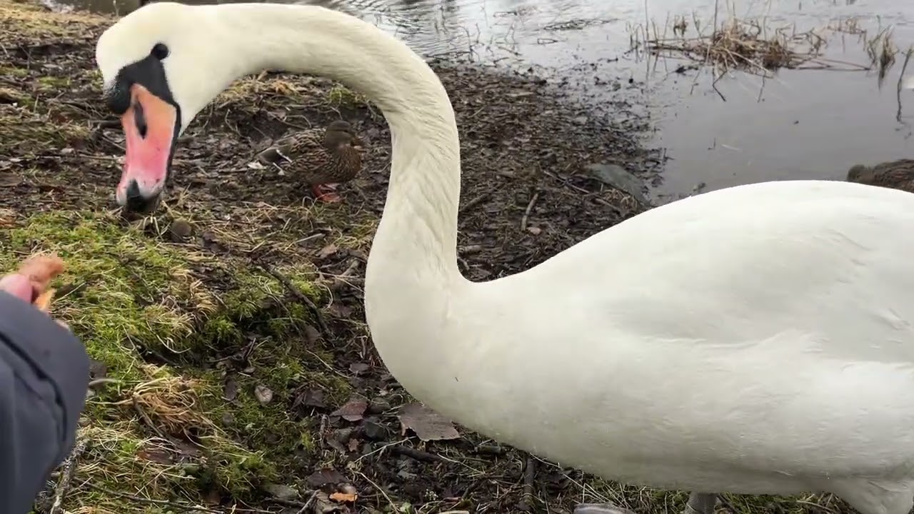 Hungry Singel Swan landing in front of me / Ducks birdsounds And Funny Crows/ Norway 