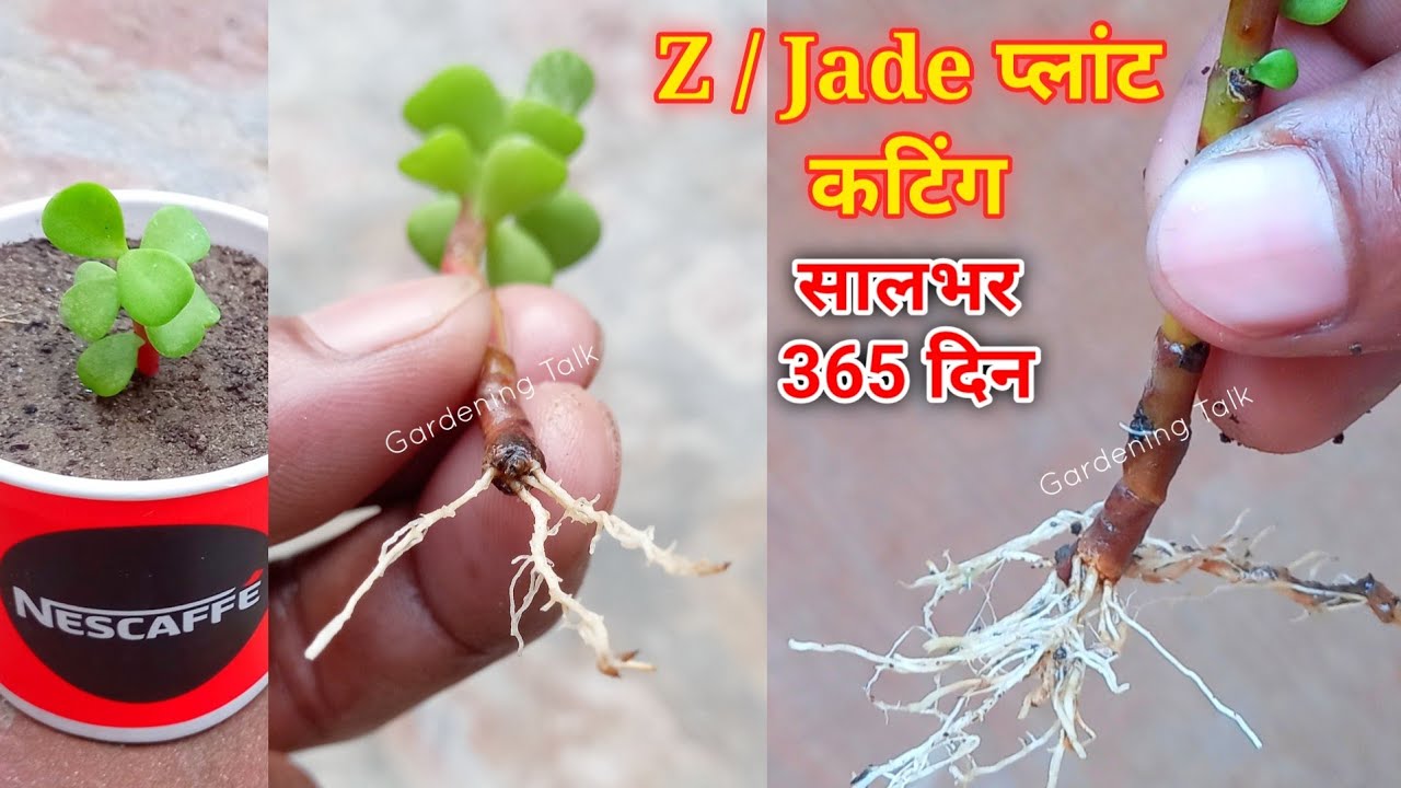 जेड प्लांट कटिंग साल भर 365 दिन कभी भी लगाएं | Jade Plant Cutting Grow With Root Update | Easy
