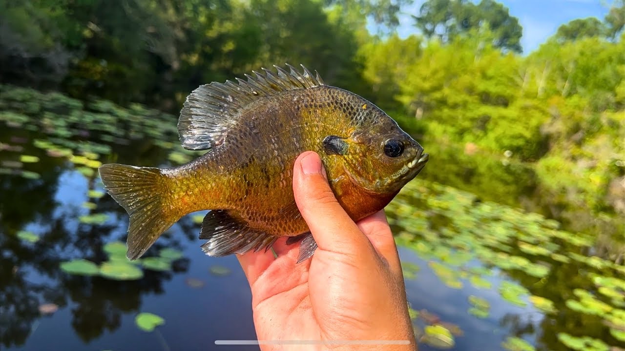 Fly Fishing For Bluegill