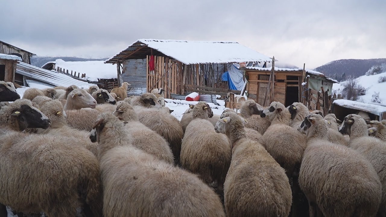 Pamje p&euml;rrallor&euml; e deleve n&euml; bor&euml;\ T&euml; rinjt&euml; nga Vithkuqi  &ldquo; N&euml; fshat b&euml;het jet&euml;&rdquo; - Bag&euml;ti e Bujq&euml;si