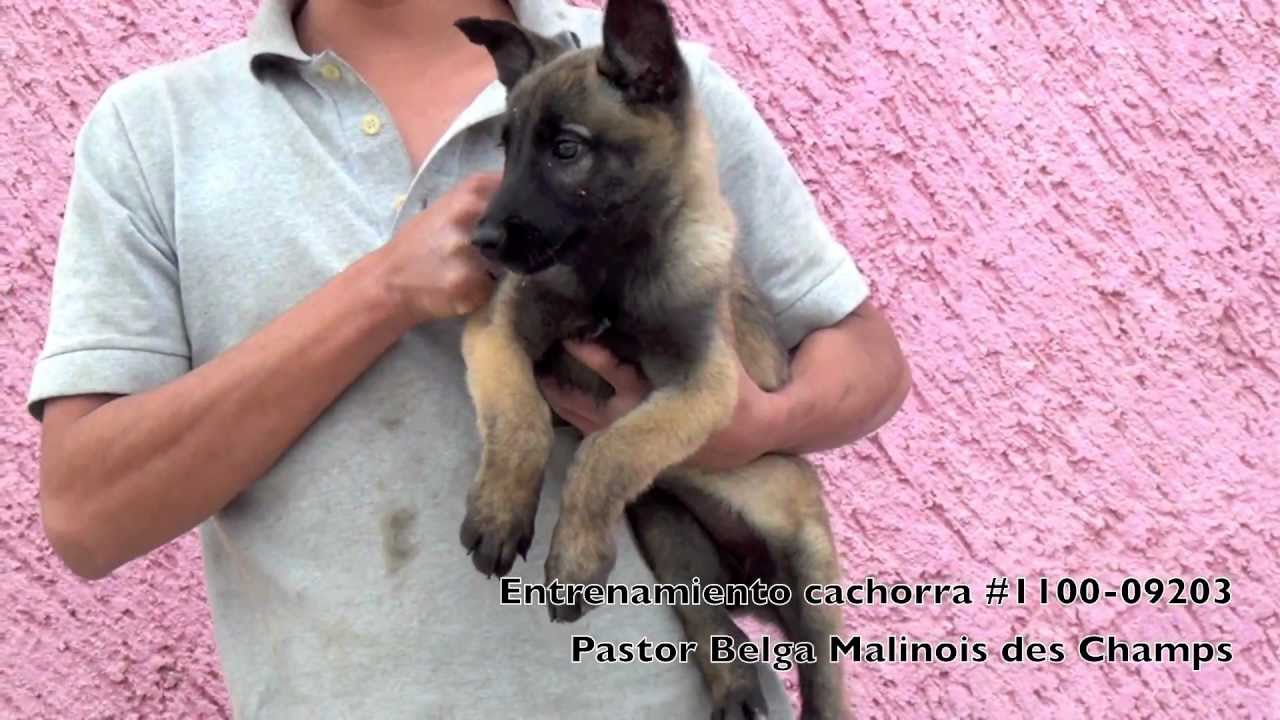 Transforma tu perro en experto guardián en ambiente urbano.  Entra al curso online con Nacho Sainz