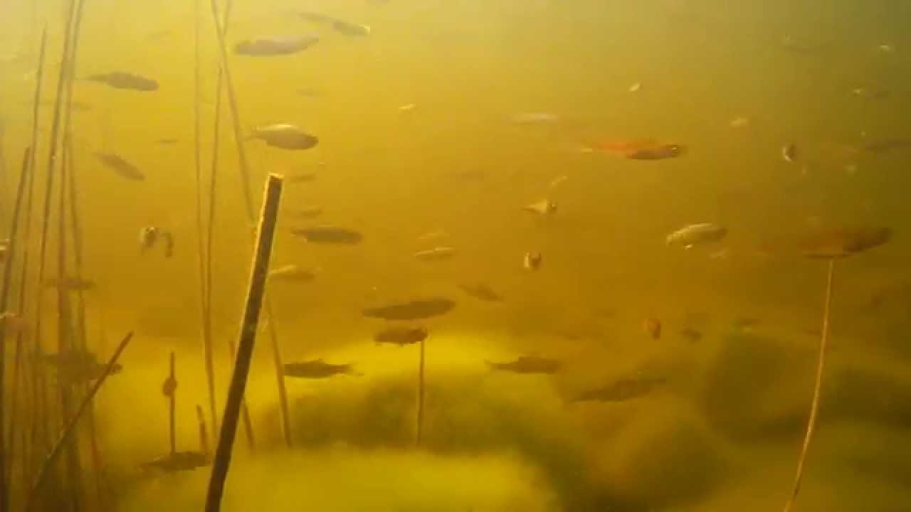 Kivikalaparvi riutalla