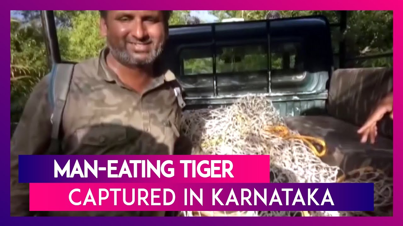 Man-Eating Tiger Who Killed Two People, Captured In Bandipur Forest Area in Karnataka