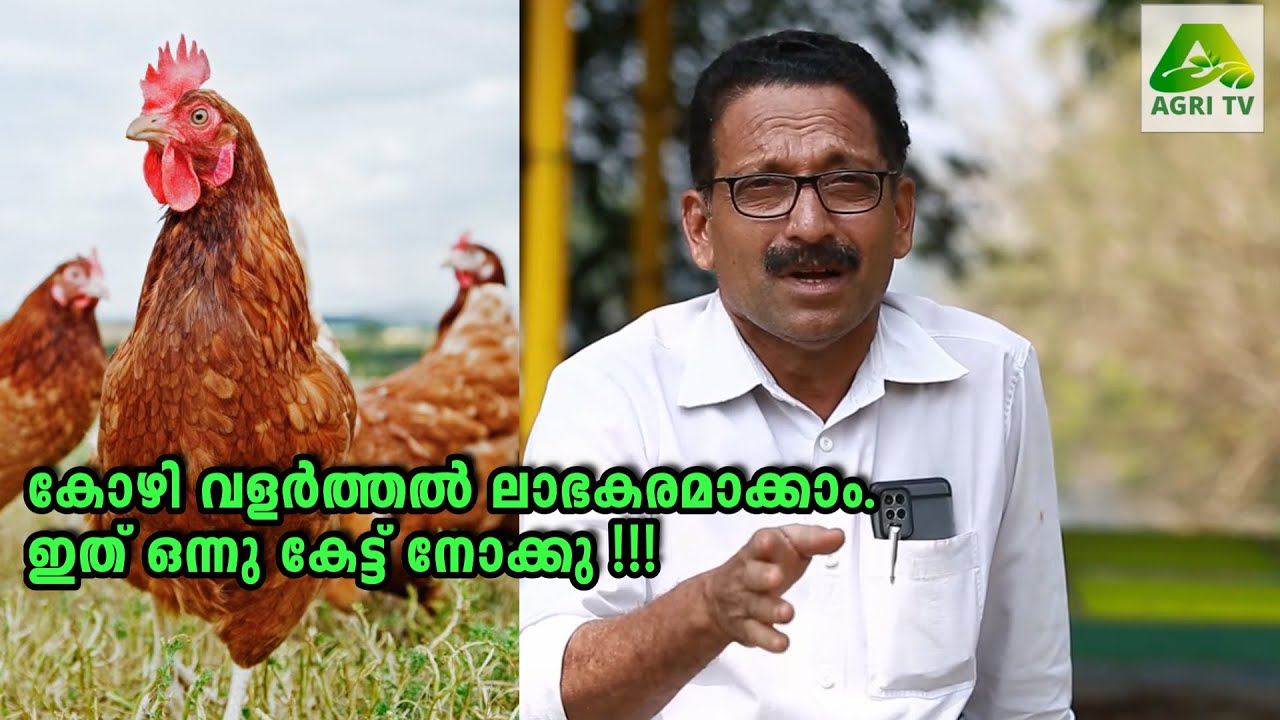 കോഴി വളർത്തൽ ലാഭകരമാക്കാം. ഇത് ഒന്നു കേട്ട് നോക്കു ?