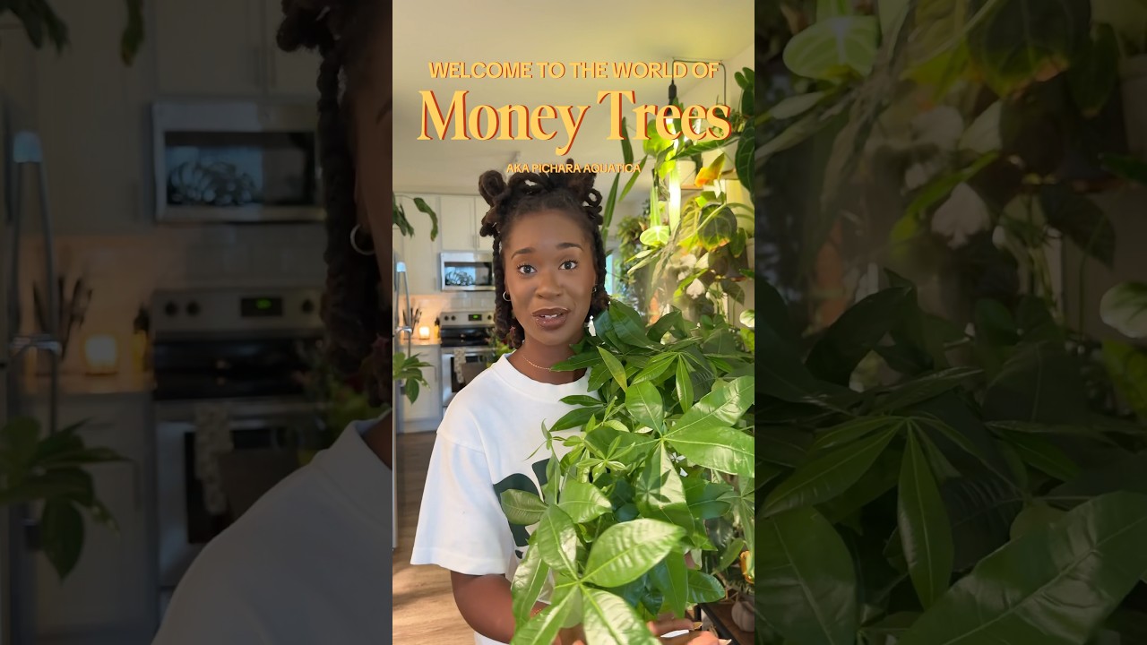 Is your Money Tree doing okay?  🪴💵 