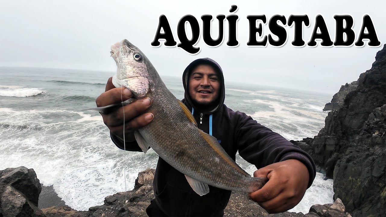 REGRESARON LOS ZORROS DESDE LOS ACANTILADOS DE MALA | Tablita Fishing