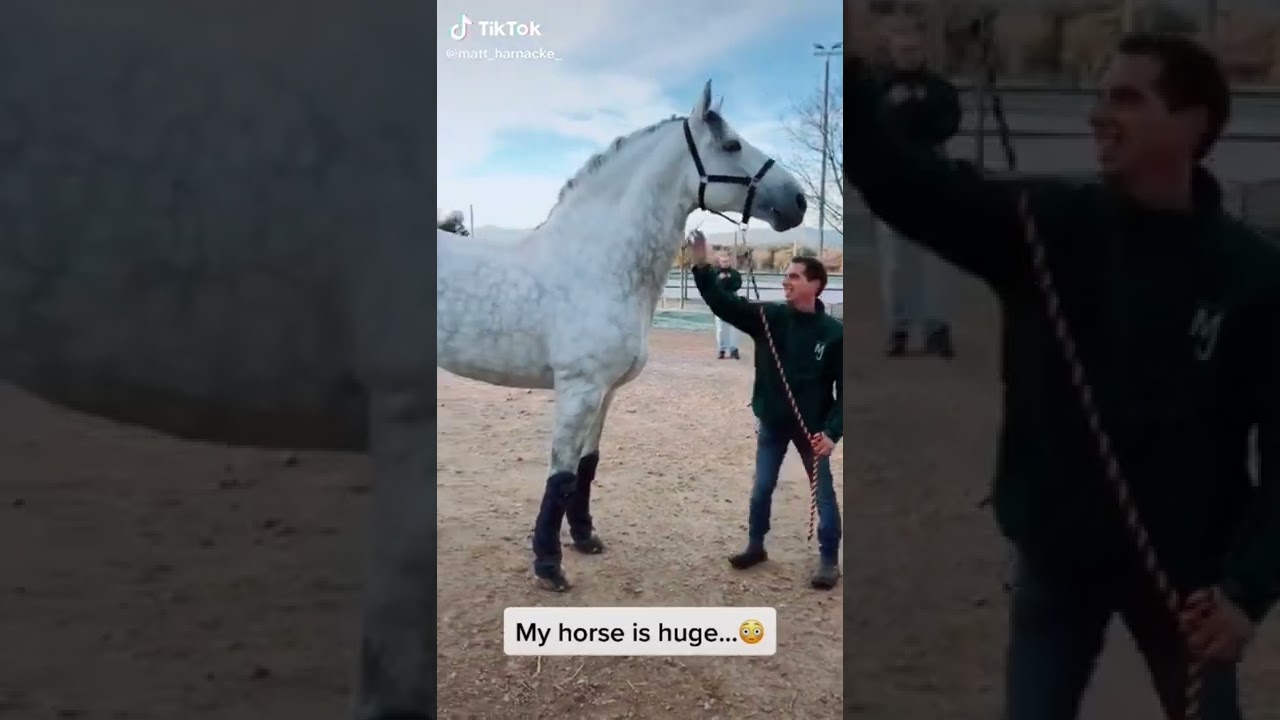 Matt Harnacke Stallion jest ogromny &ndash; status GIGANTY