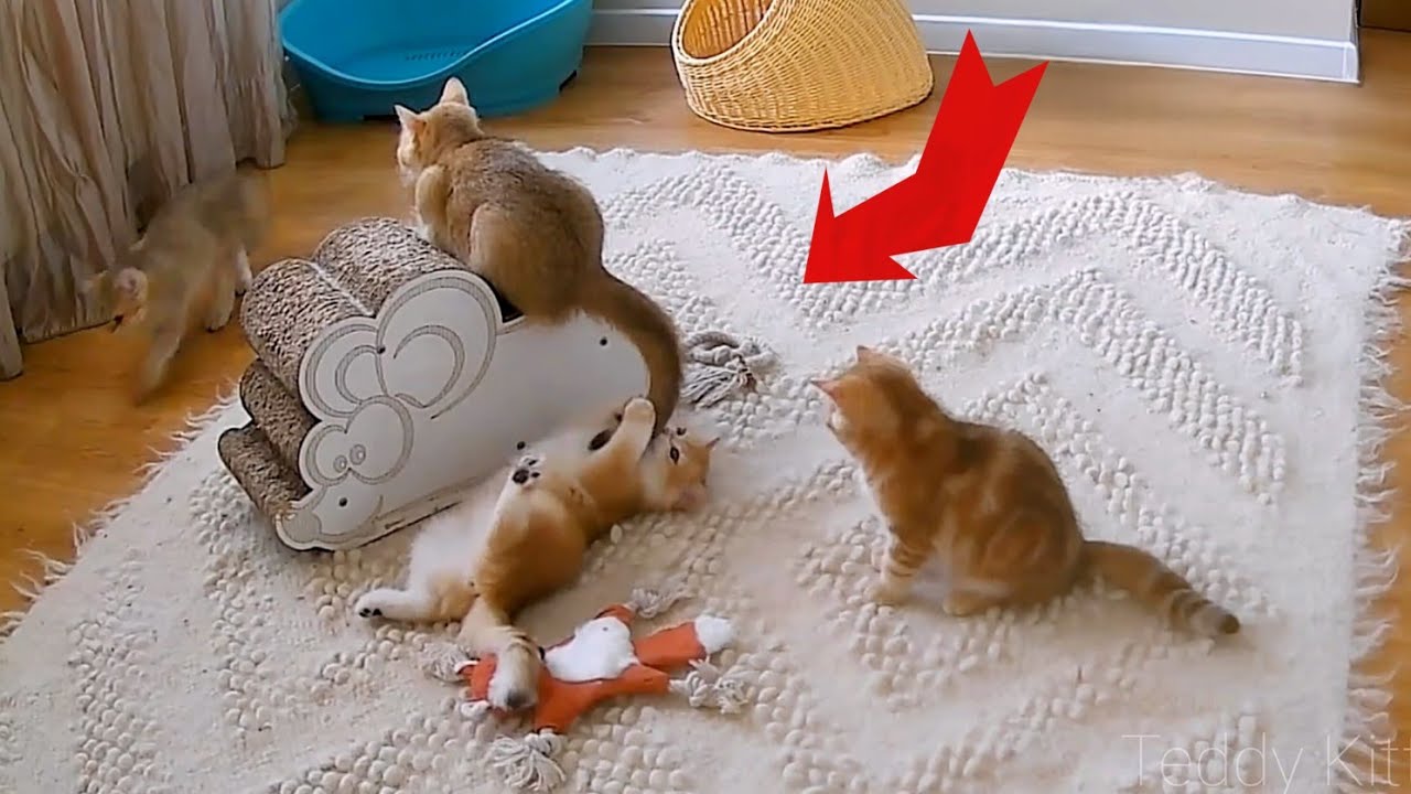 Bassi's tail is in danger 😀  Kittens don't let their mother sleep even at night