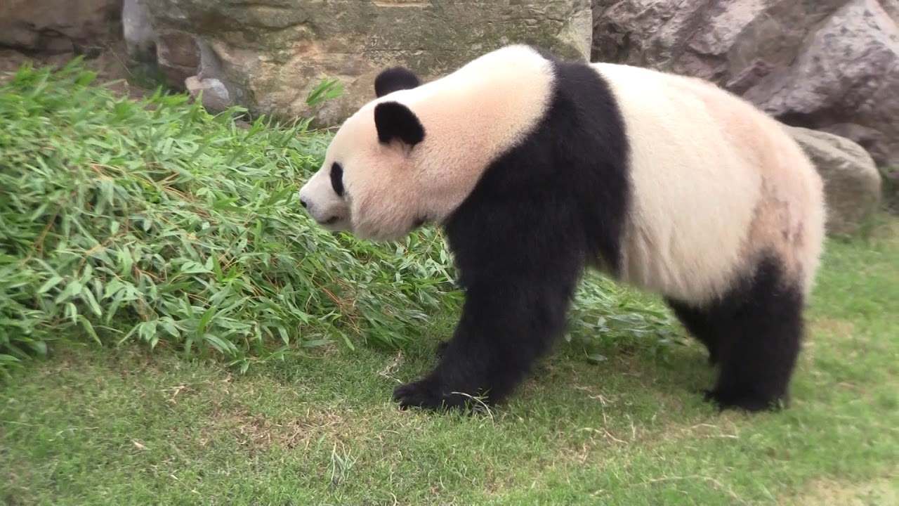 #1-20 Sep 2017 Ouhin and Touhin at Adventure world, Japan