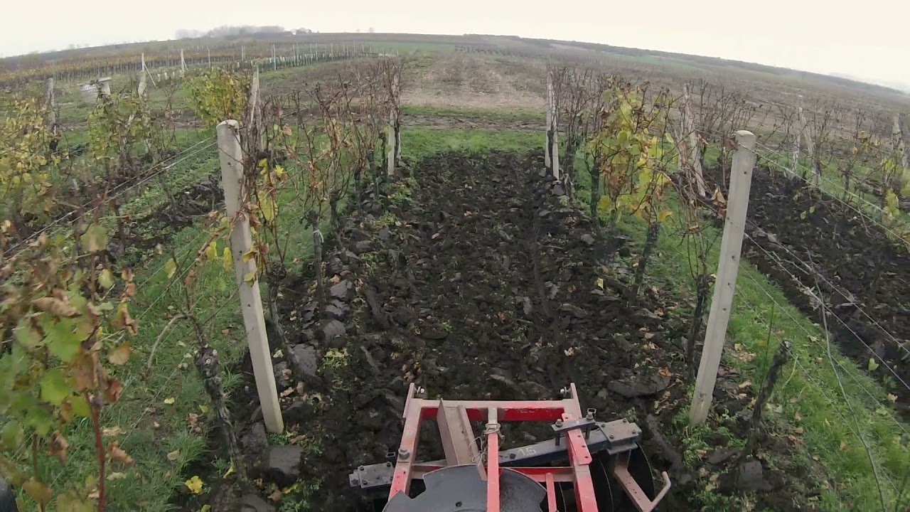 Podzimní diskování vinice (Zetor 5243 TURBO + Akpil)