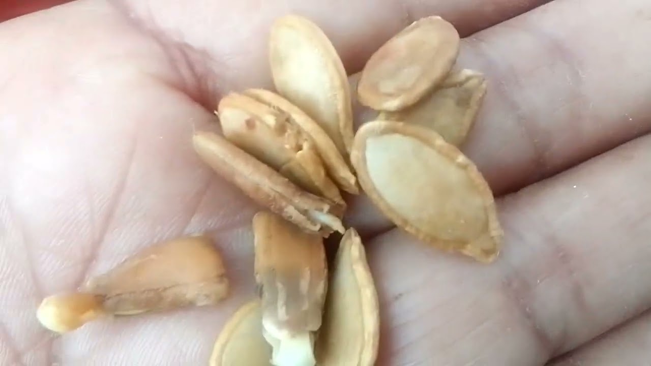 लौकी के बीज लगाए टेरेस गार्डन मेंबालकनी में उमेश केगार्डन में